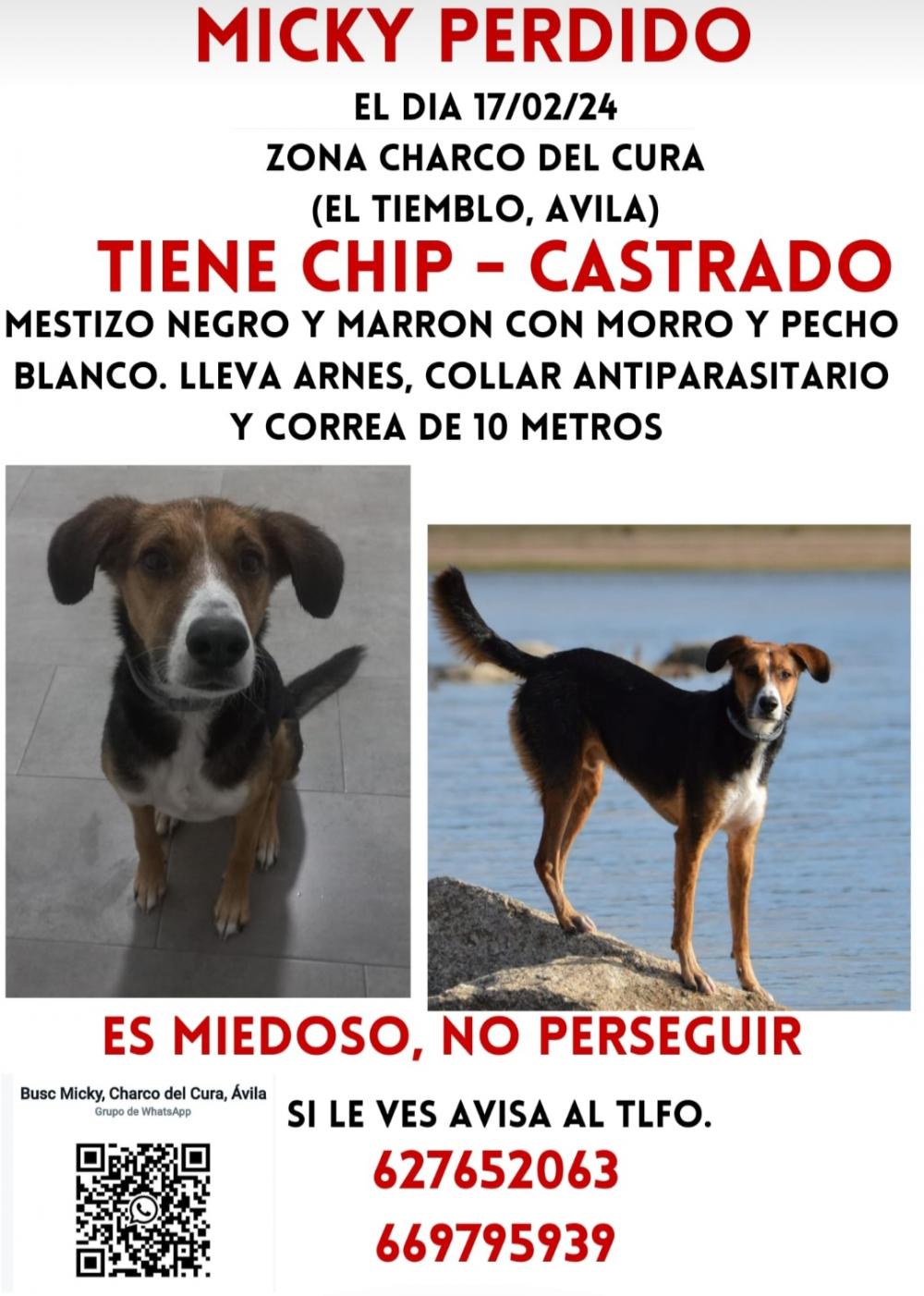 Perro perdido MESTIZO - DESCONOZCO LA RAZA en Zona Charco del cura (El Tiemblo) (Ávila)