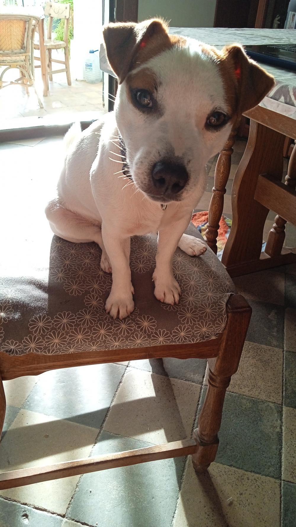 Perro encontrado TERRIER JACK RUSSELL en Monteagudo de las salinas (Cuenca)