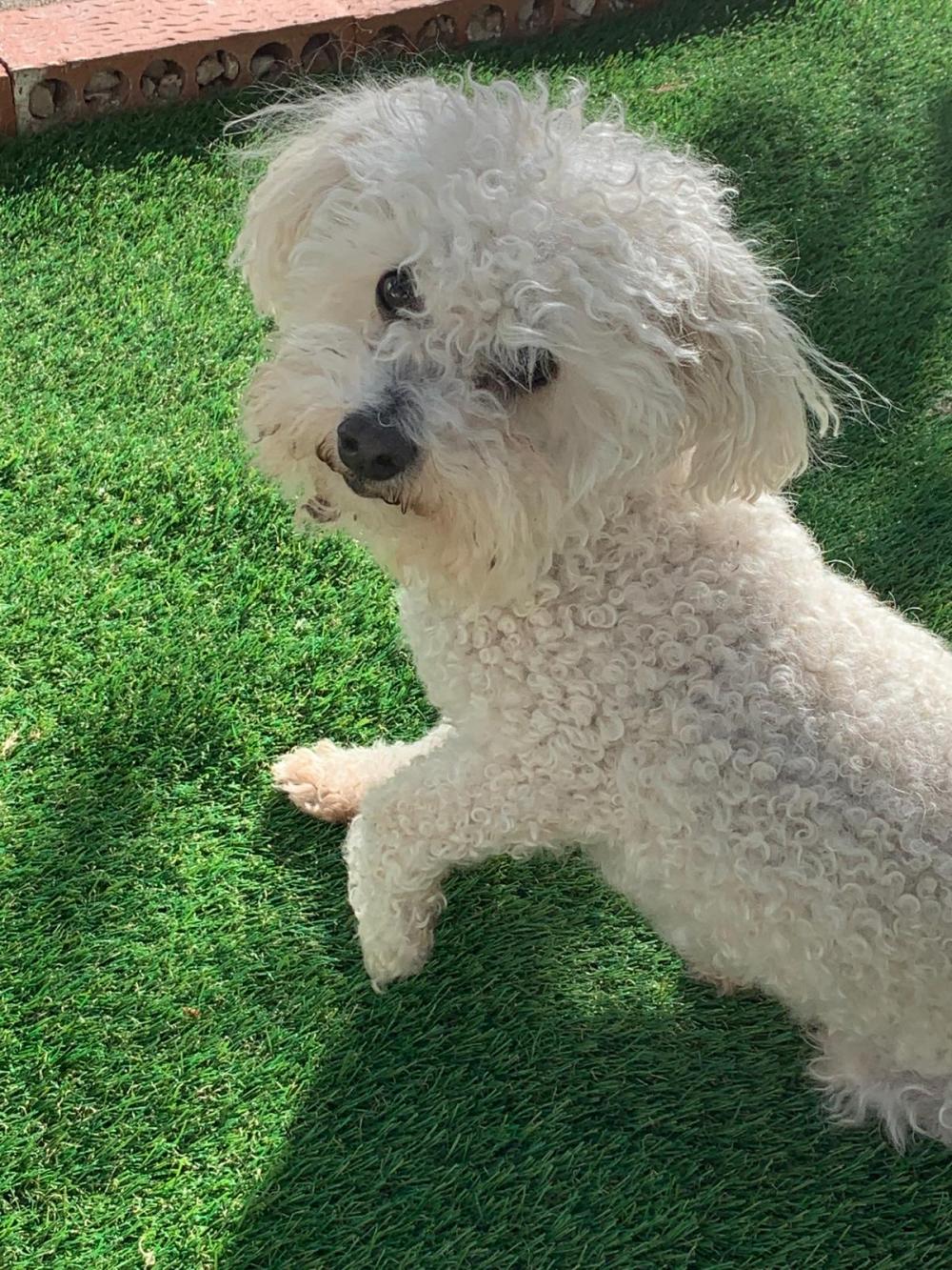 Perro perdido BICHON DE PELO RIZADO en Bargas (Toledo)