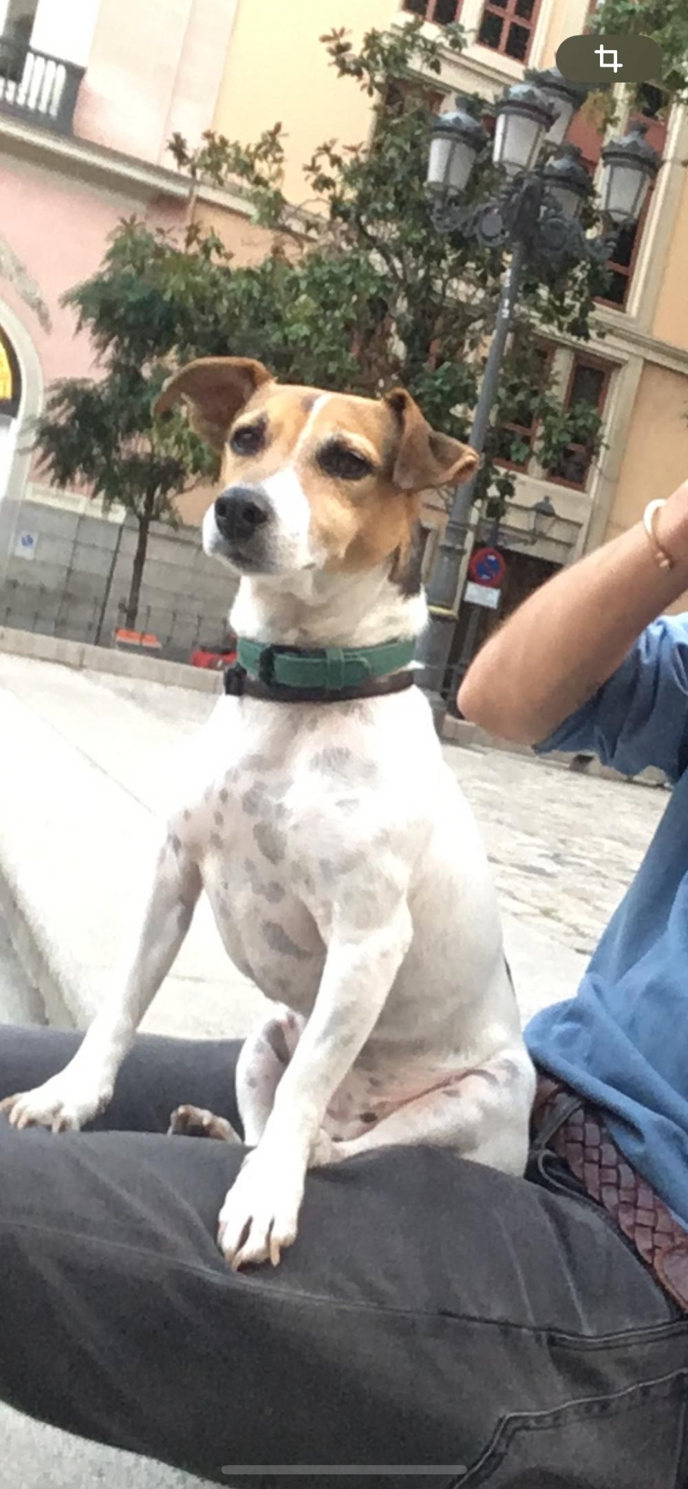 Perro perdido TERRIER JACK RUSSELL en Torrecillas de la Tiesa (Cáceres)