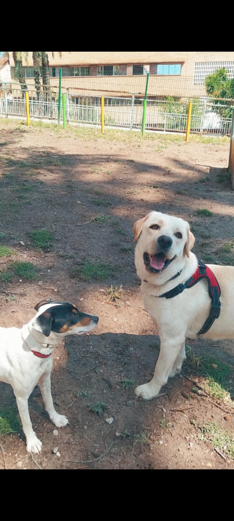 Perro perdido LABRADOR RETRIEVER en Murcia (Murcia)