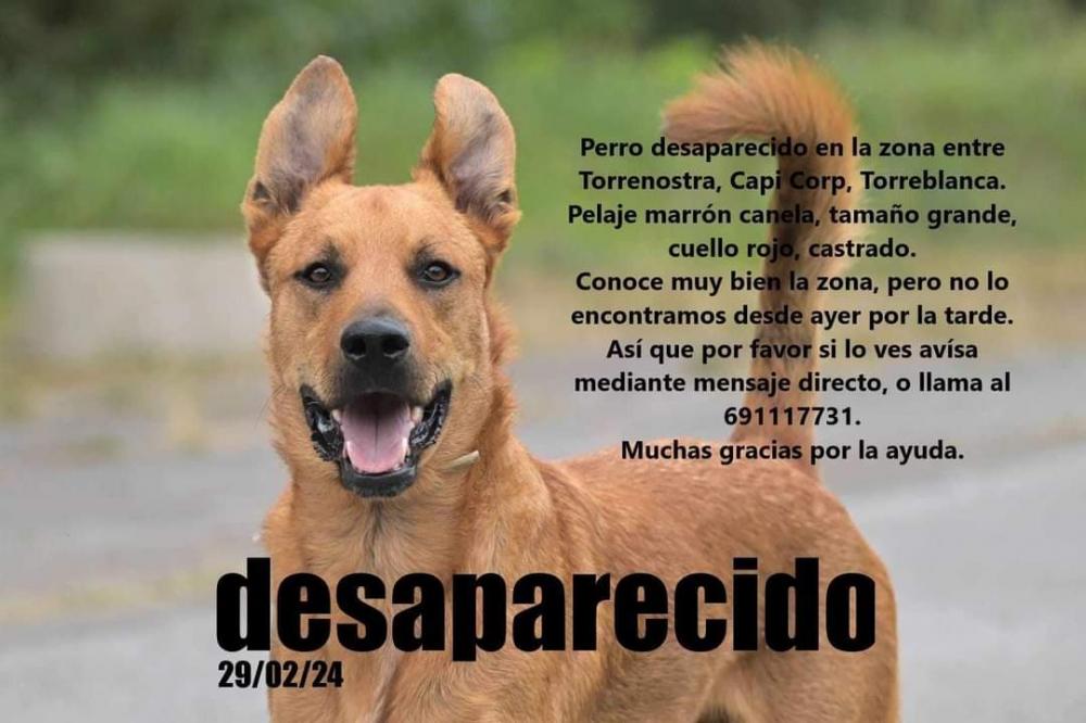 Perro perdido MESTIZO - DESCONOZCO LA RAZA en Totreblanca (Castellón)