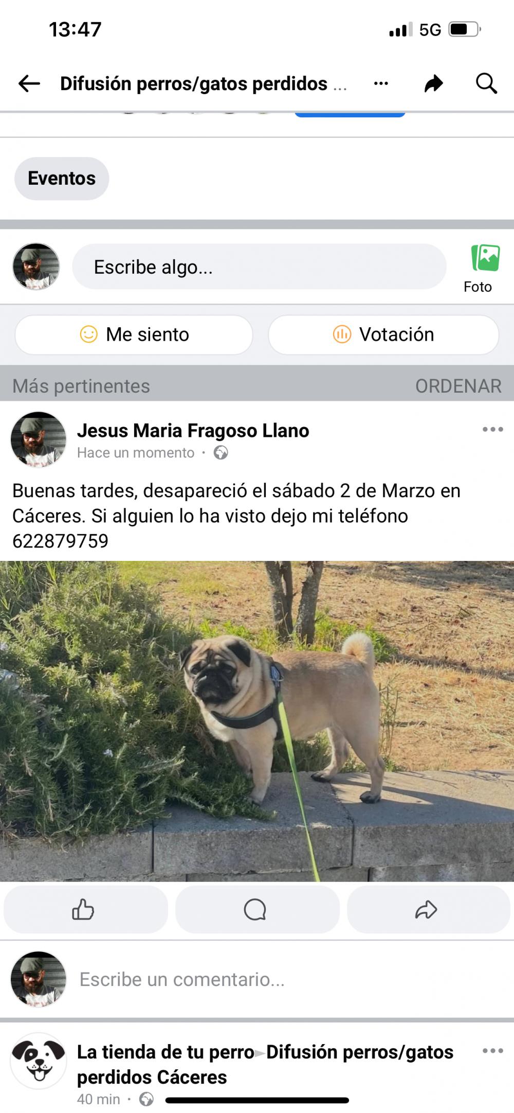 Perro perdido DOGUILLO en Cáceres/Malpartida de Cáceres  (Cáceres)