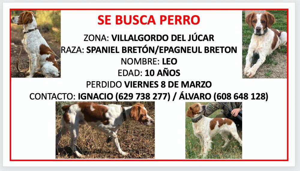 Perro perdido SPANIEL BRETÓN en Villalgordo de Jucar  (Cuenca)