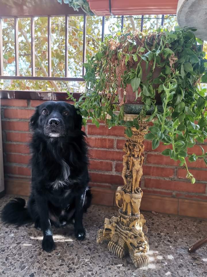 Perro perdido MESTIZO - DESCONOZCO LA RAZA en barcelona (Barcelona)