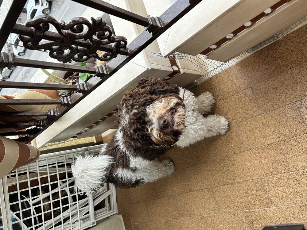 Perro perdido PERRO DE AGUA ESPAÑOL en villanueva de la reina  (Jaén)