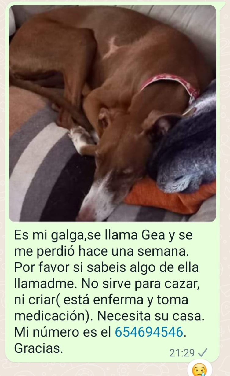 Perro perdido GALGO ESPAÑOL en La Guardia. Torredelcampo (Jaén)