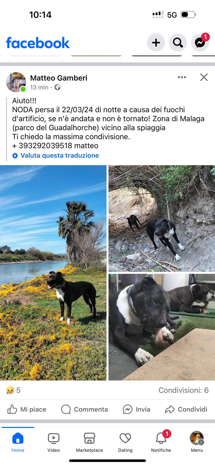 Perro perdido MESTIZO - DESCONOZCO LA RAZA en Playa de sacaba (Málaga)