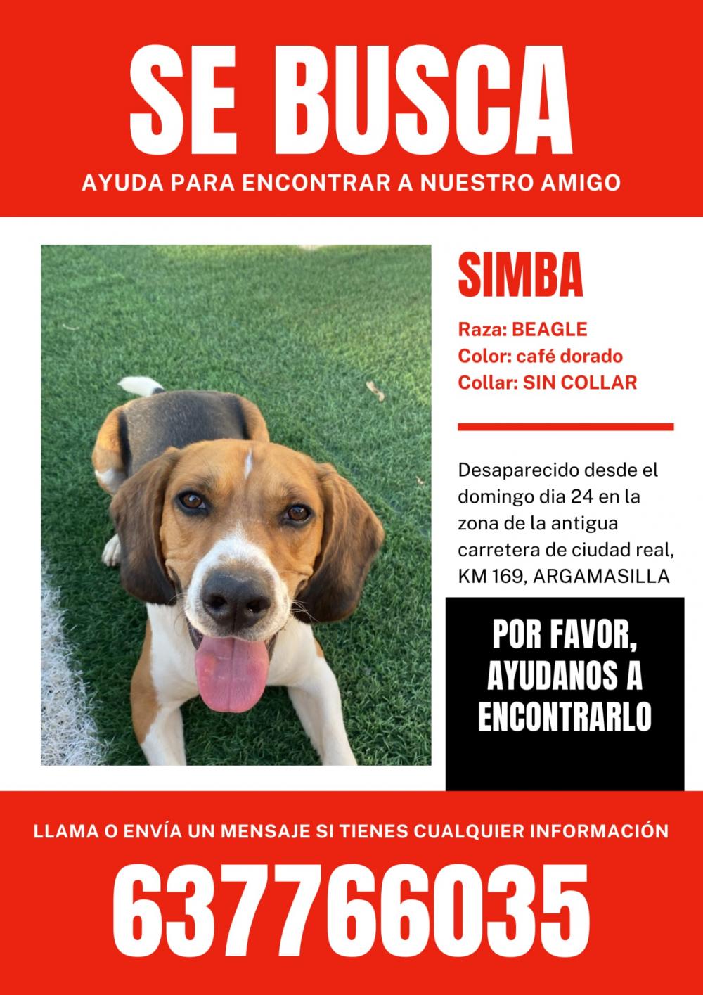 Perro perdido BEAGLE en Argamasilla  (Ciudad Real)