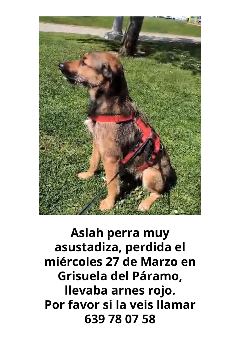 Perro perdido MESTIZO - DESCONOZCO LA RAZA en Grisuela del paramo (León)