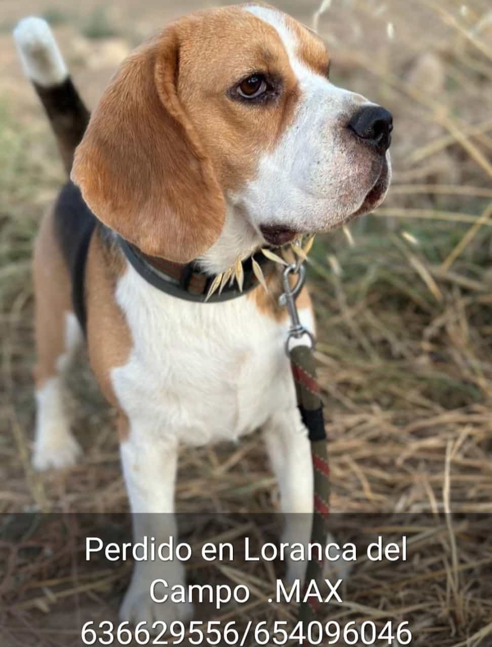 Perro perdido BEAGLE en Loranca del Campo (Cuenca)