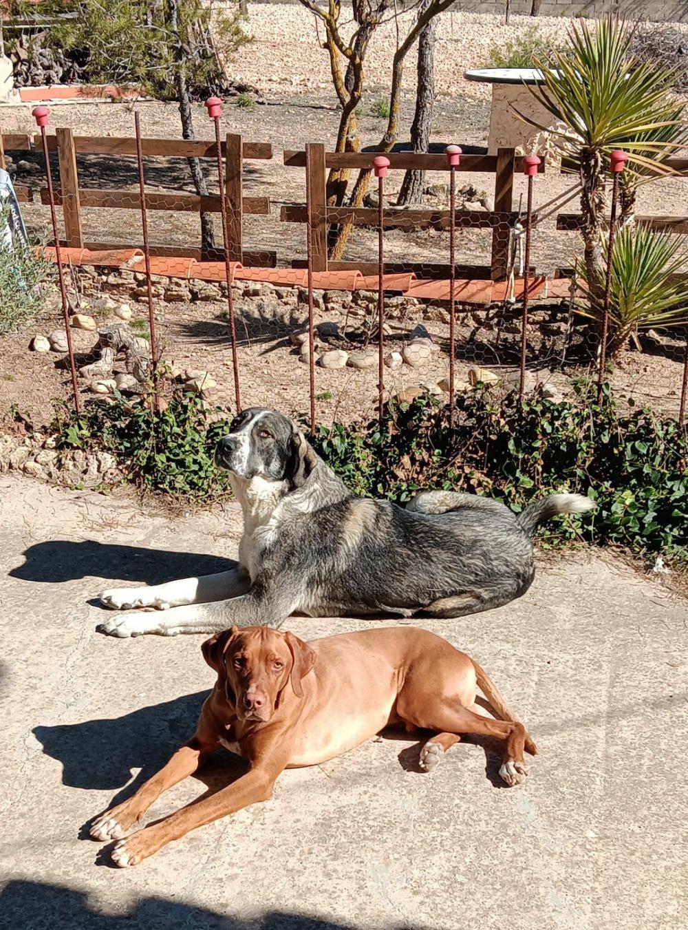 Perro perdido BRACO HÚNGARO DE PELO CORTO en ALMANSA (Albacete)