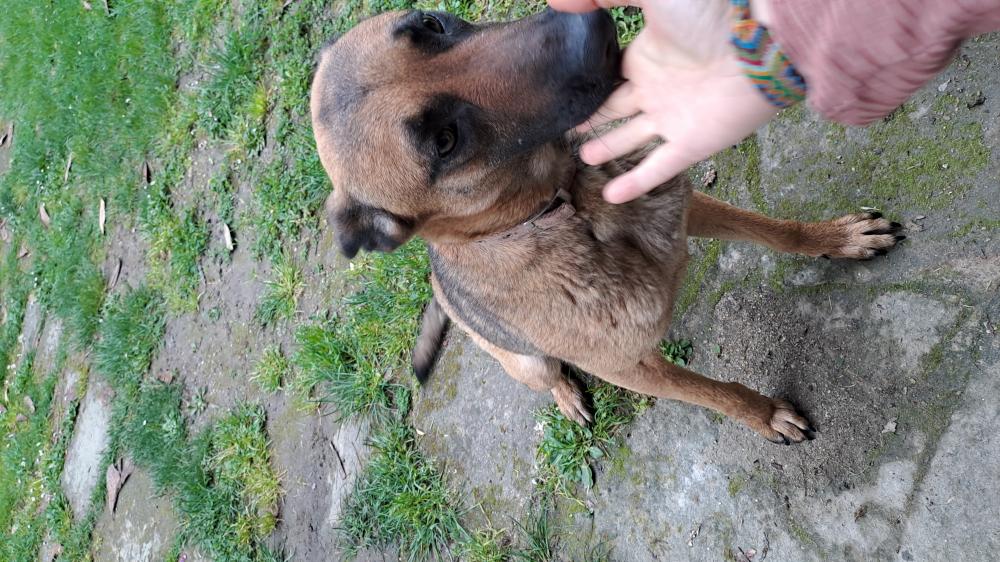 Perro encontrado PASTOR BELGA MALINOIS  en Arenas de san pedro (Ávila)