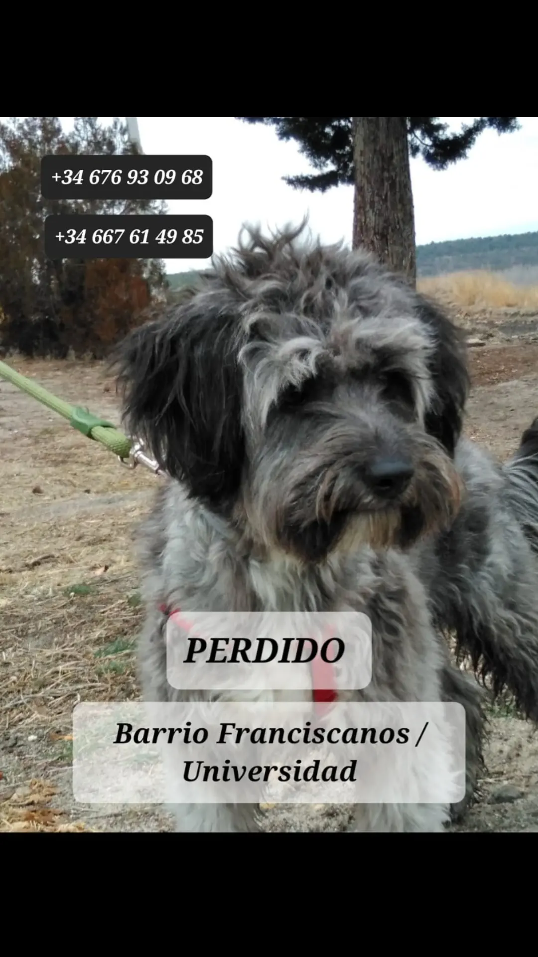 Perro perdido MESTIZO - DESCONOZCO LA RAZA en Albacete  (Albacete)