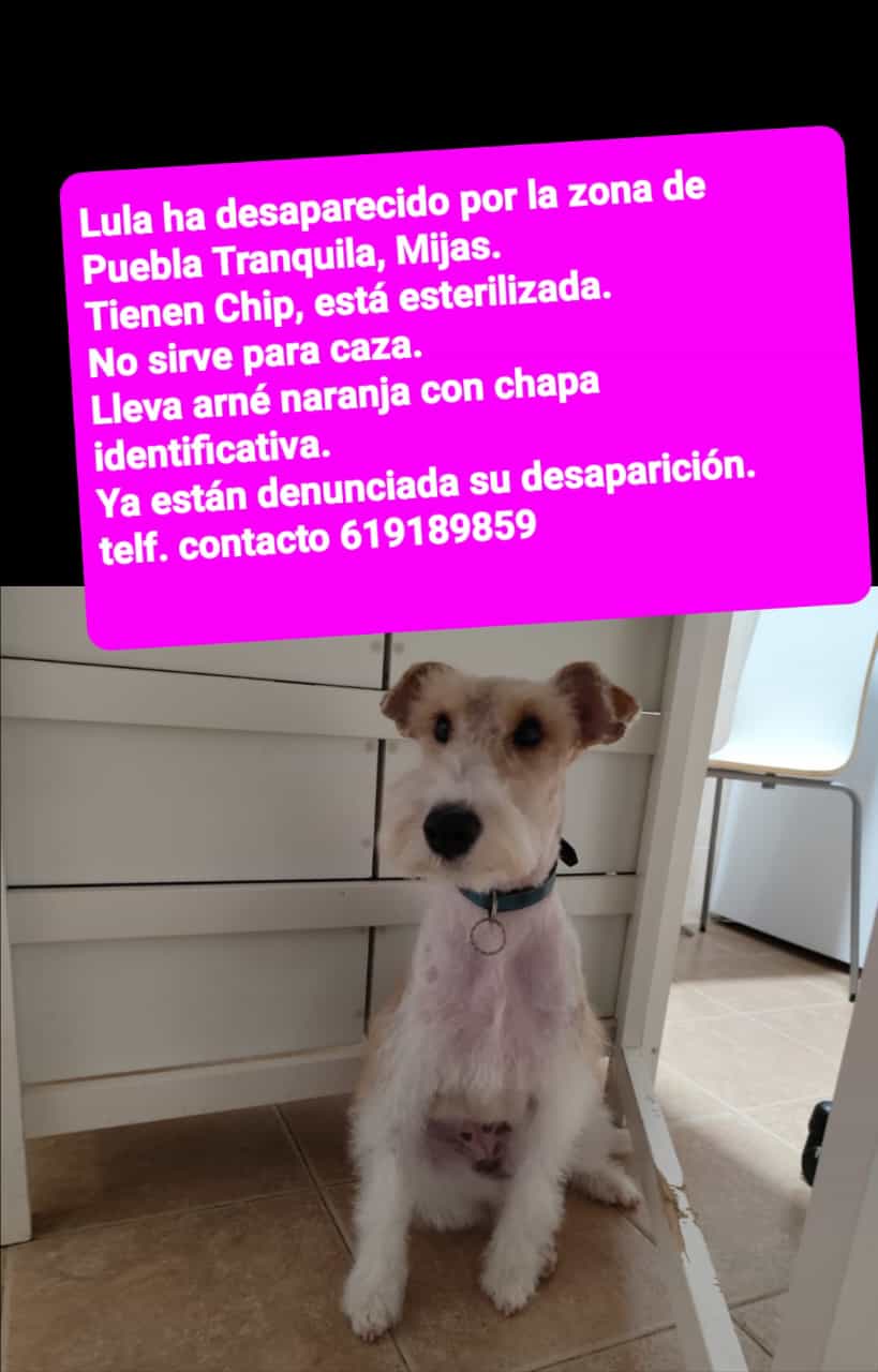 Perro perdido FOX TERRIER DE PELO ALAMBRE en Mijas (Málaga)