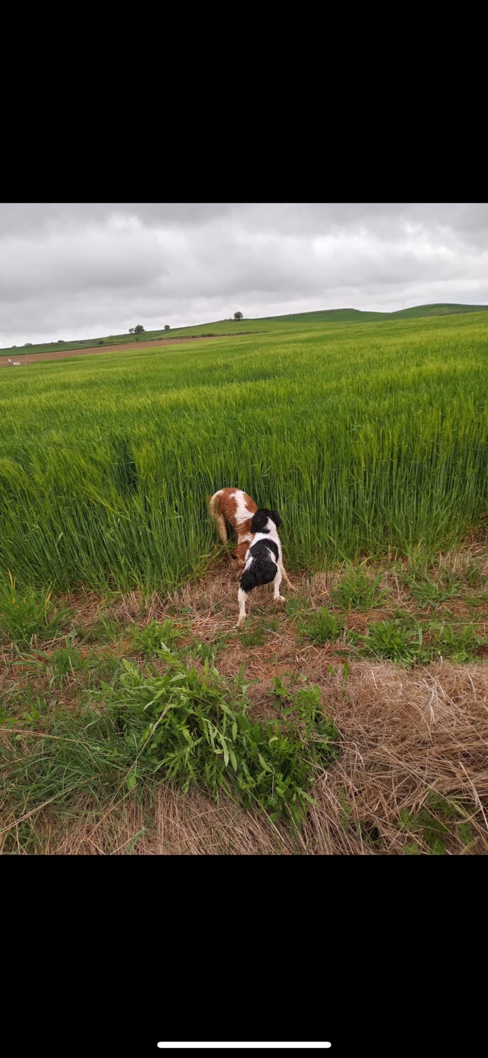 Perro perdido SPANIEL BRETÓN en Burgos  (Palencia)