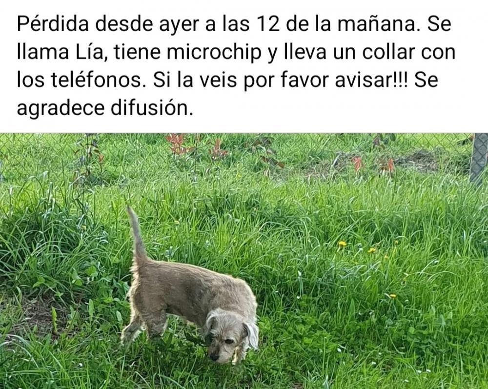 Perro perdido MESTIZO - DESCONOZCO LA RAZA en Castroverde  Lug (Lugo)