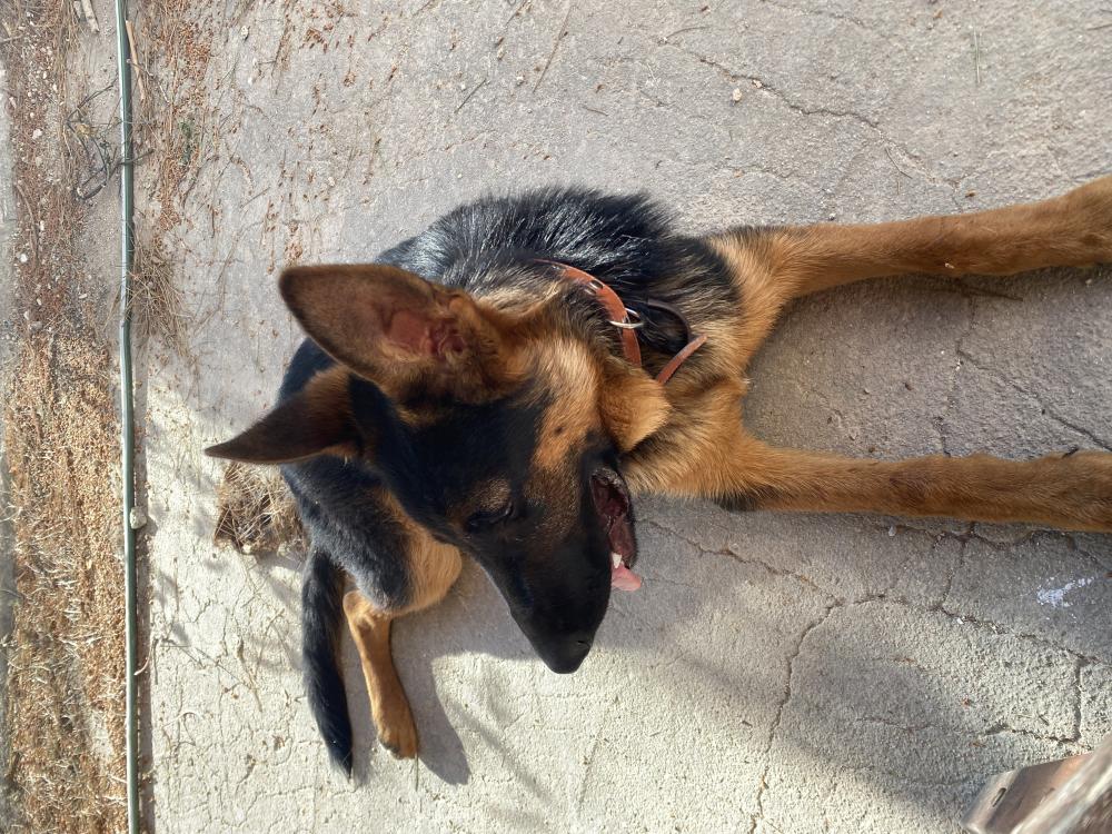 Perro encontrado MESTIZO - DESCONOZCO LA RAZA en Rincón de Beniscornia  (Murcia)