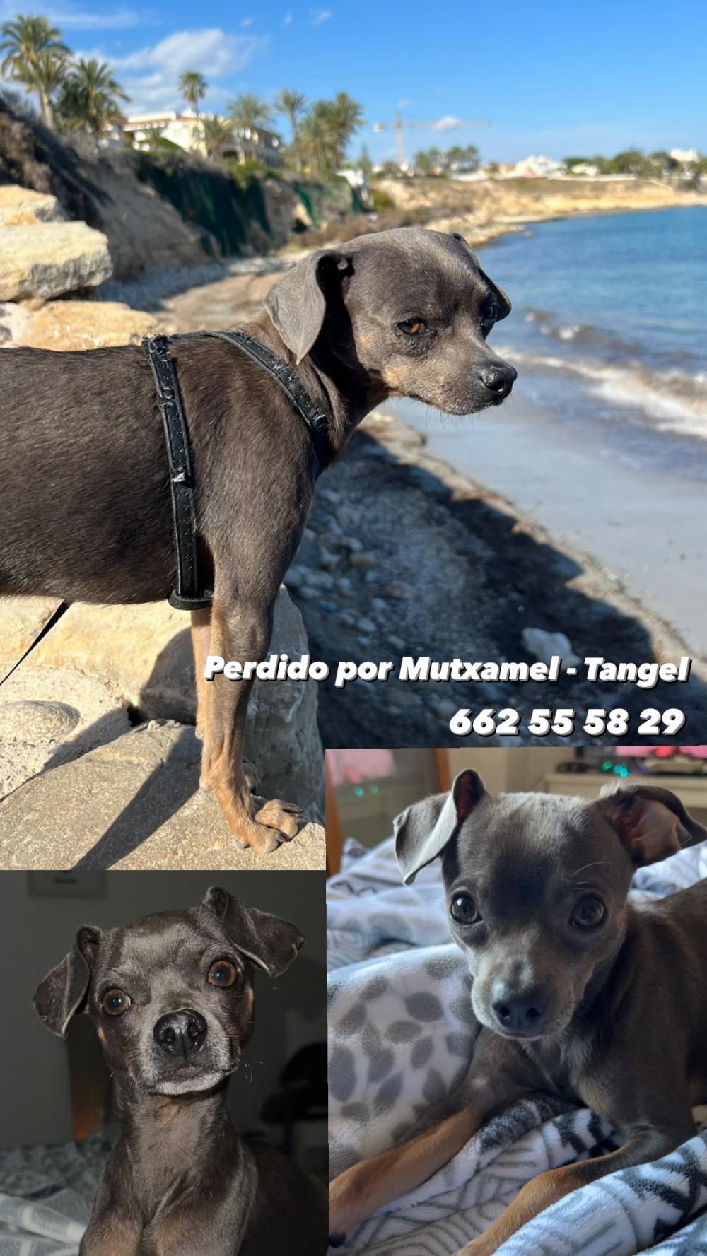 Perro perdido CHIHUAHUEÑO en Mutxamel  (Alicante)