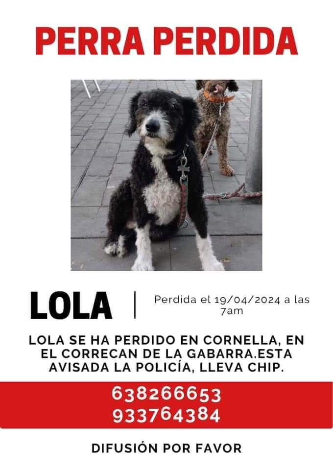 Perro perdido MESTIZO - DESCONOZCO LA RAZA en Cornellá  (Barcelona)