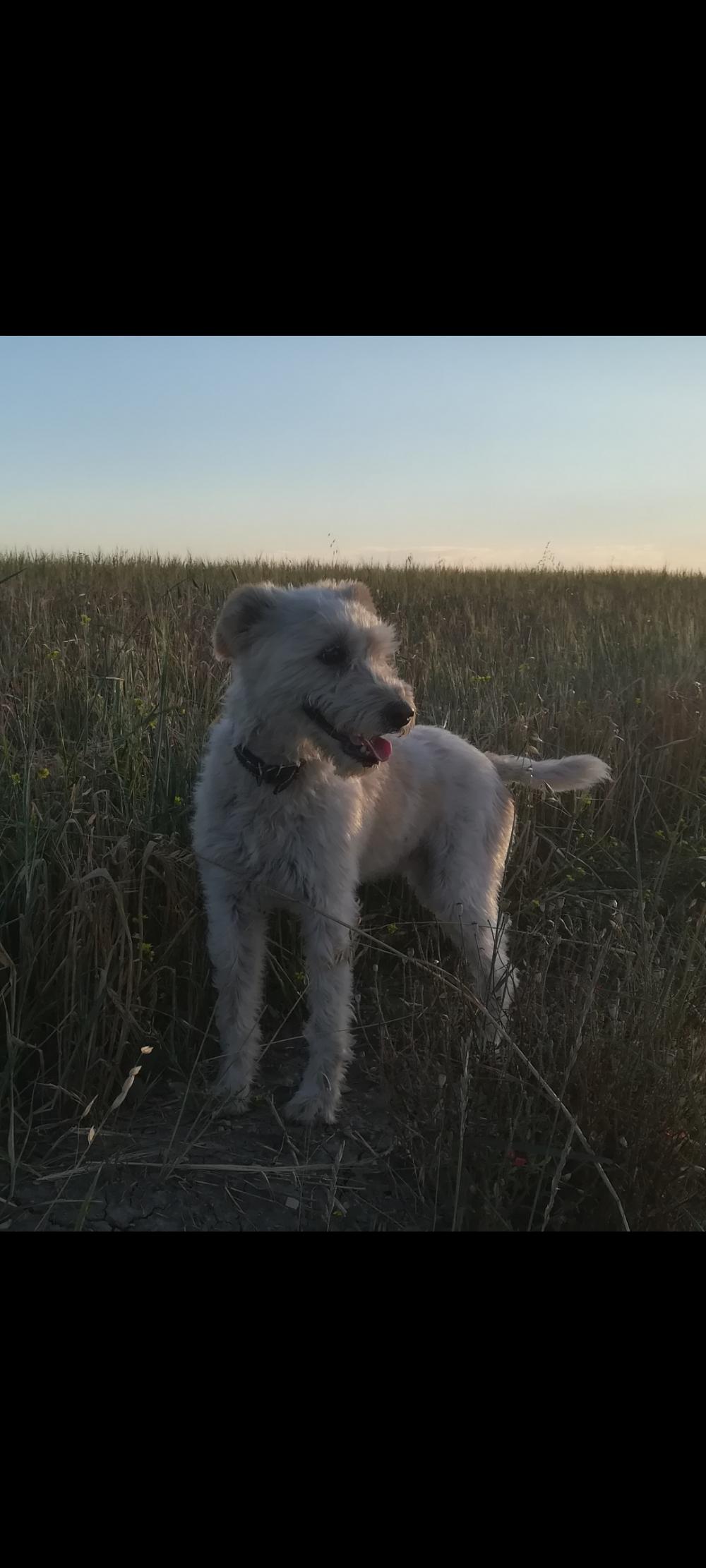 Perro perdido MESTIZO - DESCONOZCO LA RAZA en Zuñeda (Burgos)