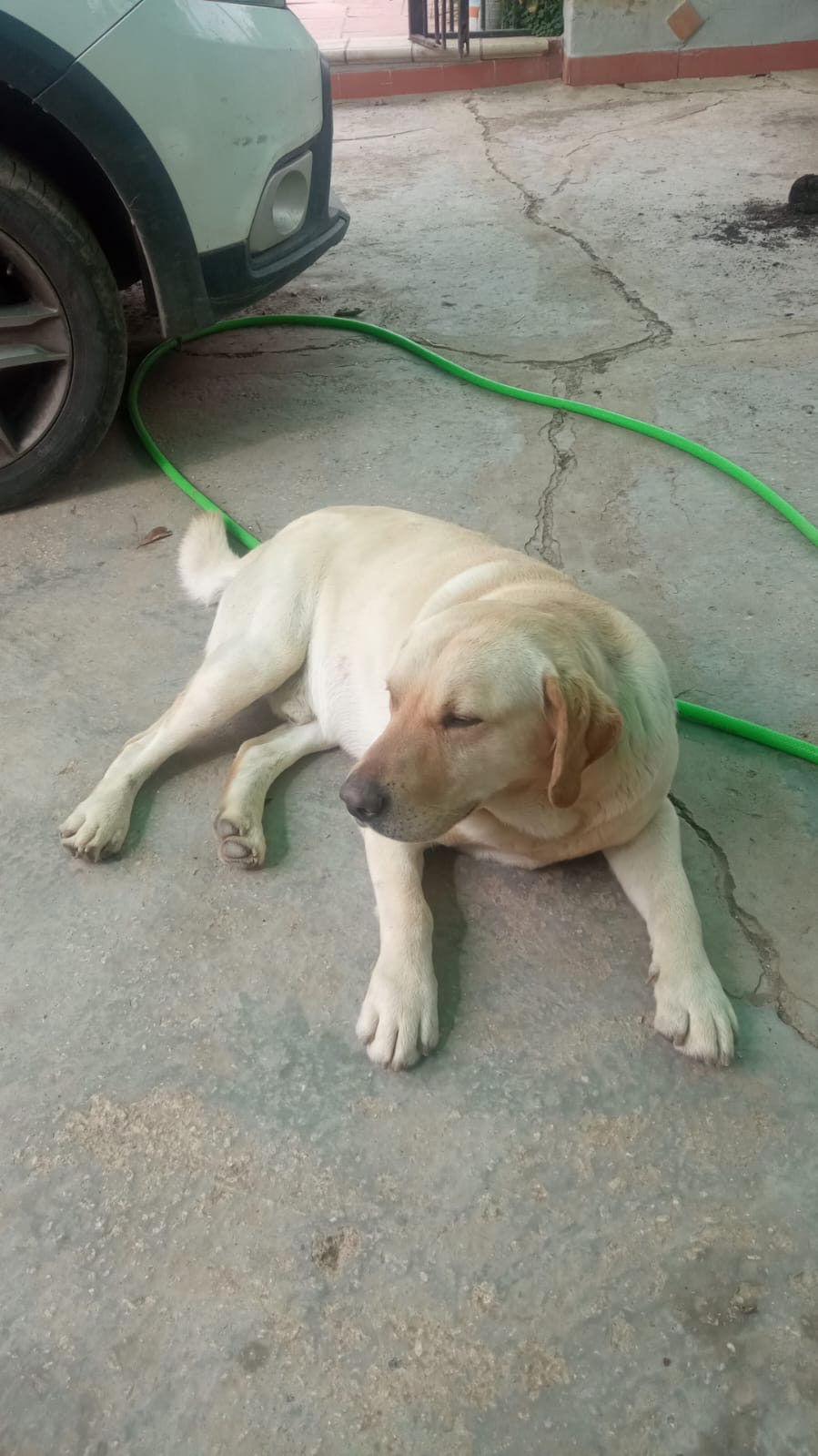 Perro perdido LABRADOR RETRIEVER en Alora (Málaga)