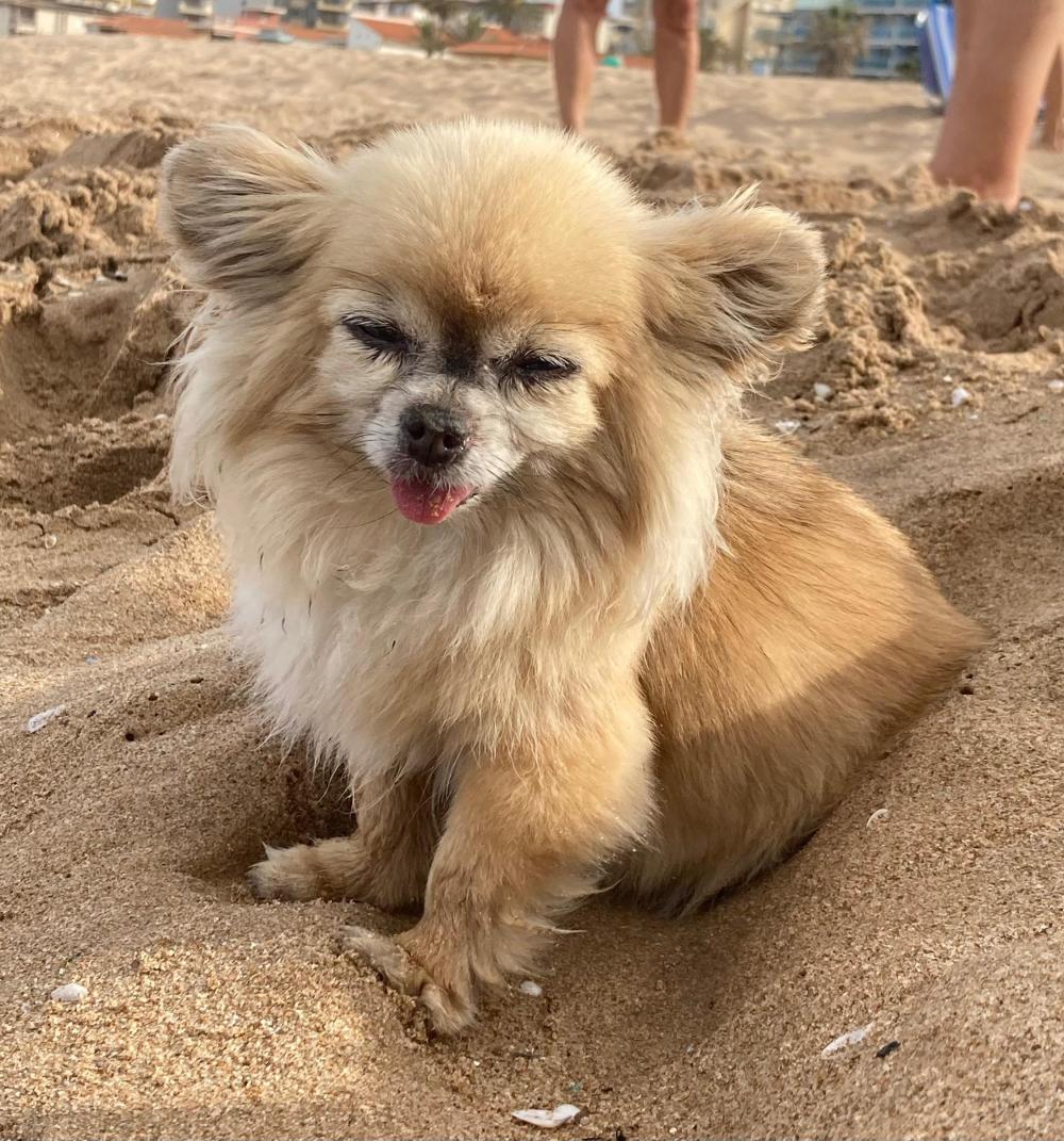 Perro perdido CHIHUAHUEÑO en Albalat dels Tarongers (Valencia)