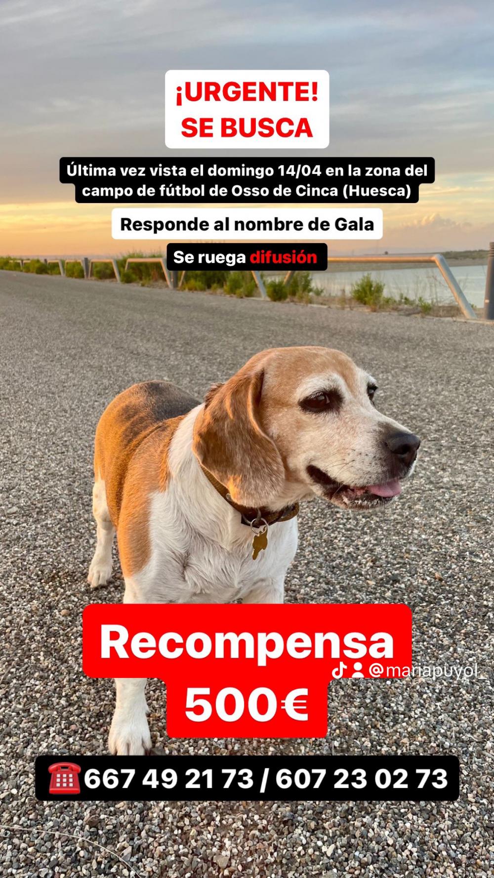 Perro perdido BEAGLE en Osso de Cinca (Huesca)