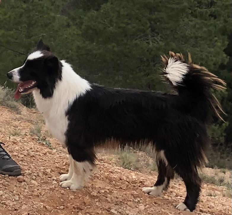 Perro perdido BORDER COLLIE en Campillo de Aranda (Burgos)