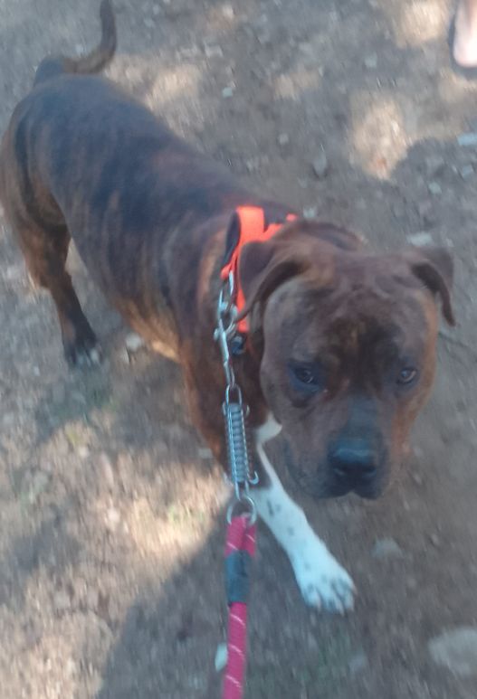 Perro perdido AMERICAN STAFFORDSHIRE TERRIER en SANT CELONI (Barcelona)