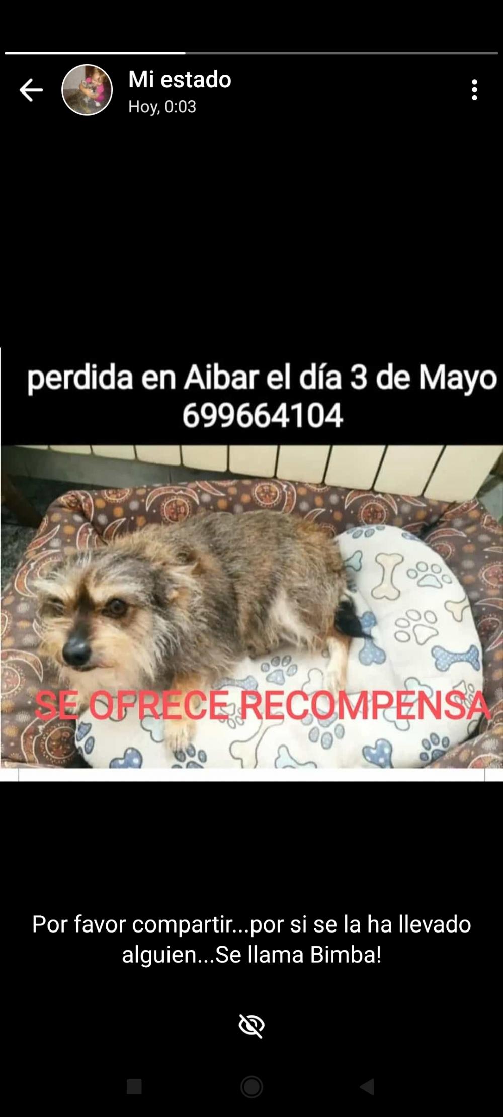 Perro perdido YORKSHIRE TERRIER en Aibar (Navarra)