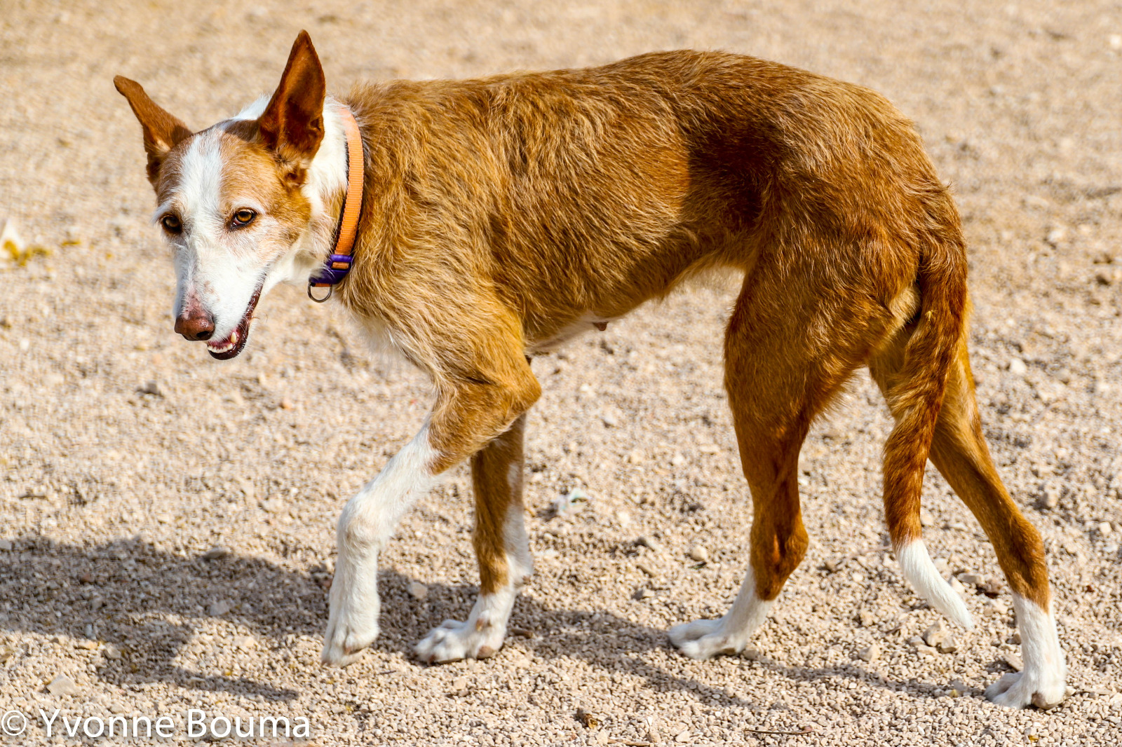 Perro perdido PODENCO ANDALUZ en Javea (Alicante)