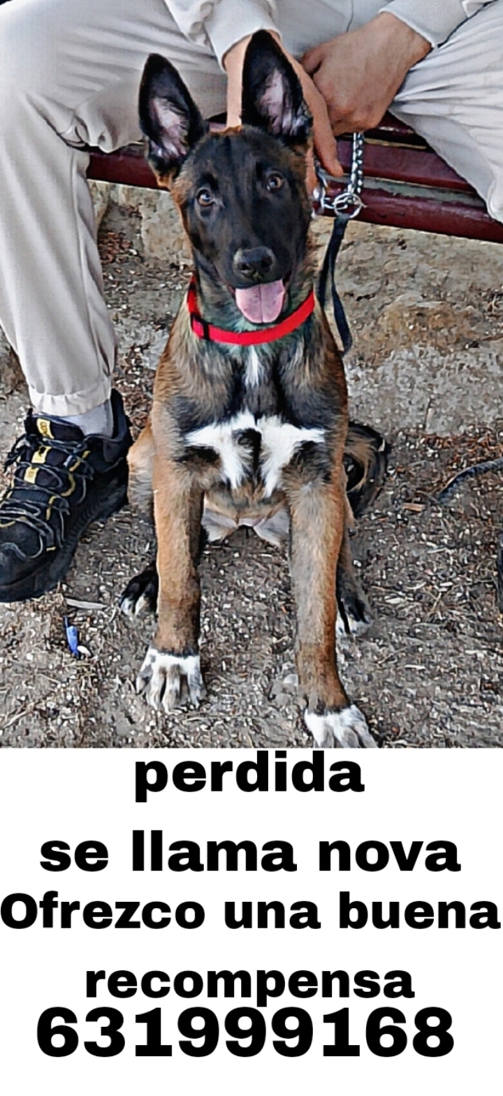 Perro perdido PASTOR BELGA MALINOIS  en Orihuela  (Alicante)