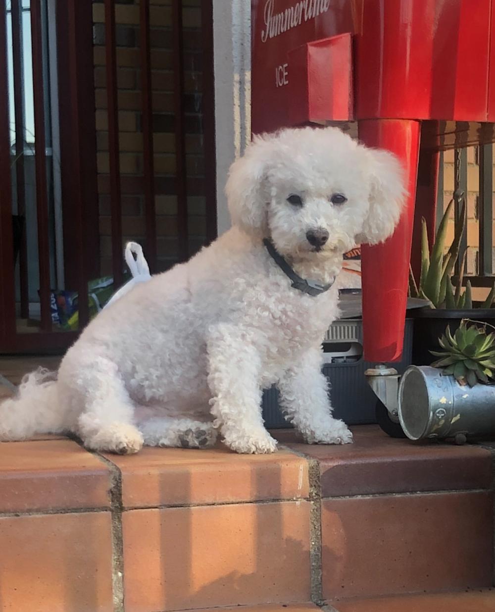 Perro perdido BICHON DE PELO RIZADO en La Rinconada (Ávila)