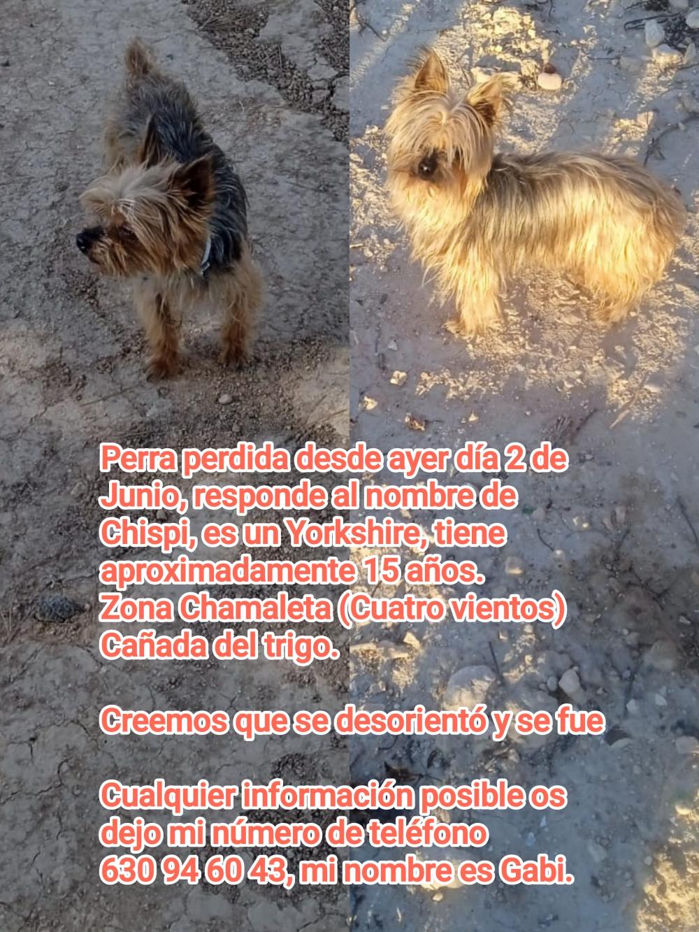 Perro perdido YORKSHIRE TERRIER en Jumilla, Cañada del trigo (Murcia)