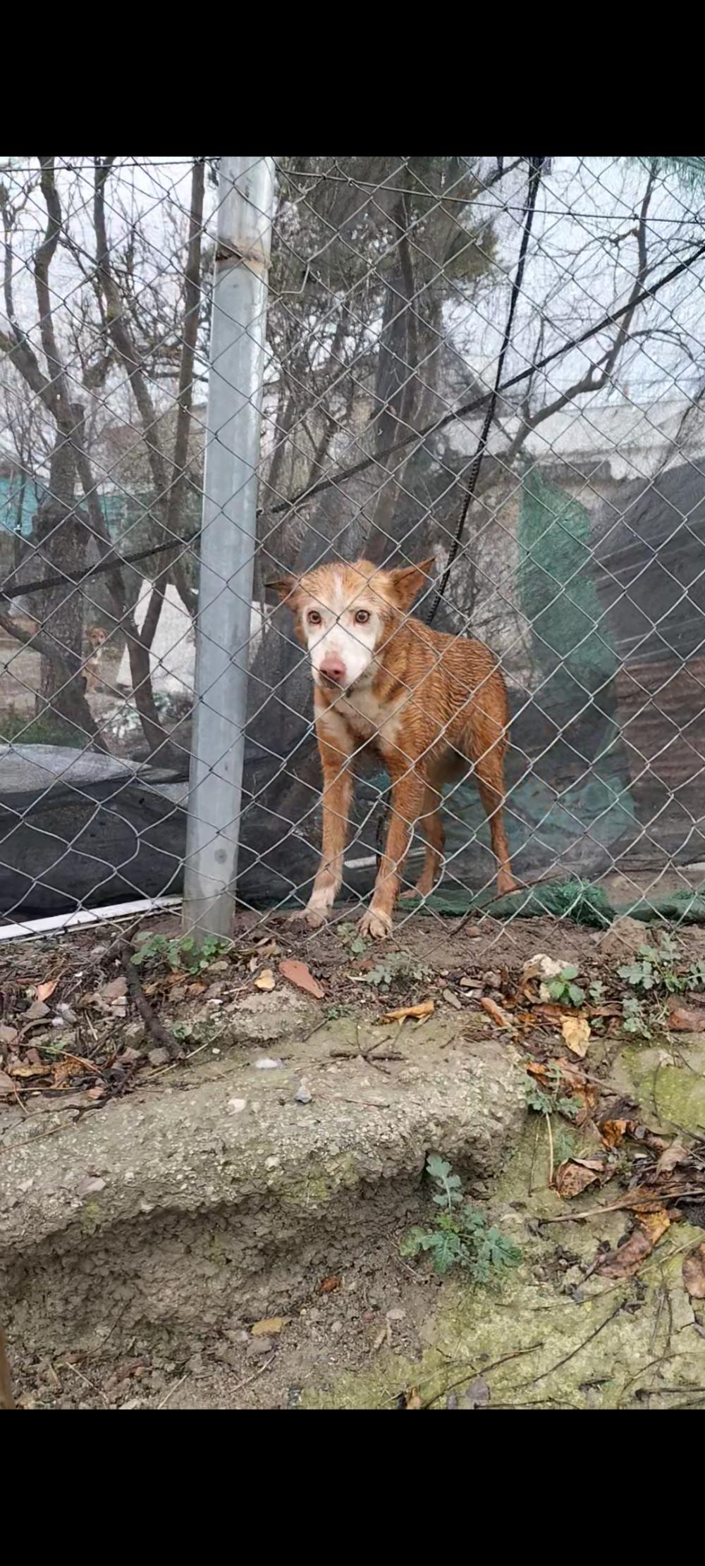 Perro perdido PODENCO ANDALUZ en Montefrio (Granada)