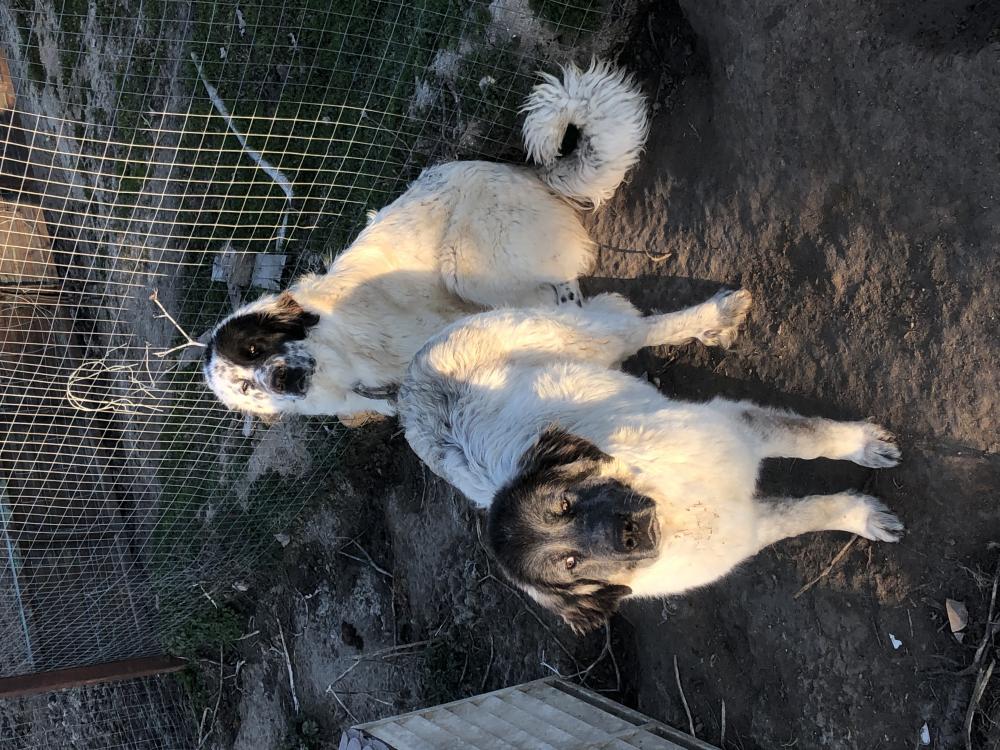 Perro encontrado MASTÍN DEL PIRINEO en Adanero (Ávila)