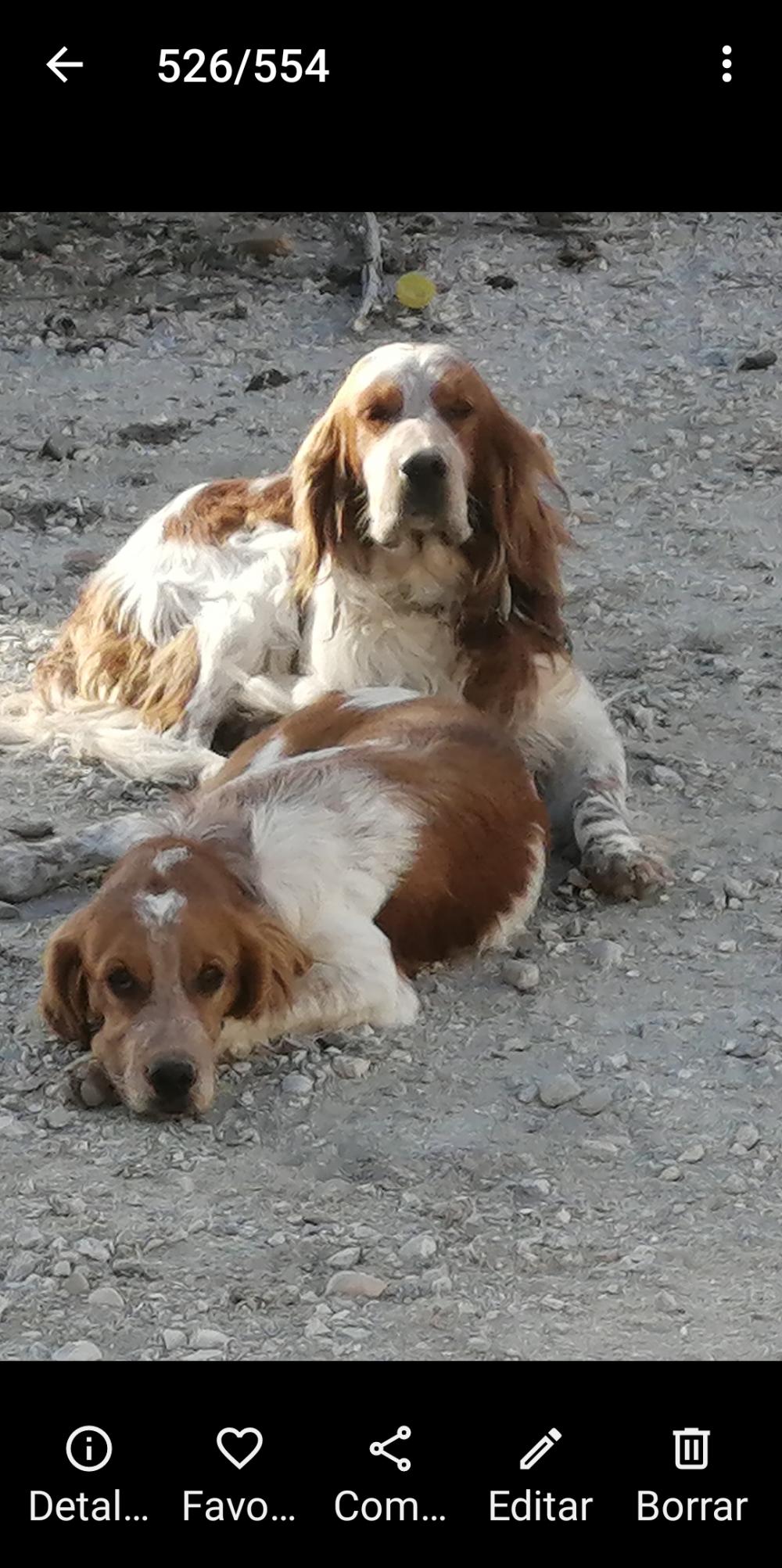 Perro perdido SETTER INGLÉS en Campos del Rio (Murcia)