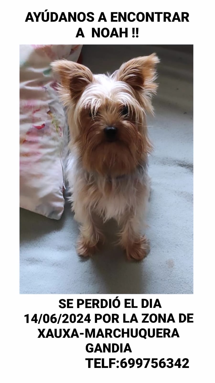 Perro perdido YORKSHIRE TERRIER en Gandia (Valencia)