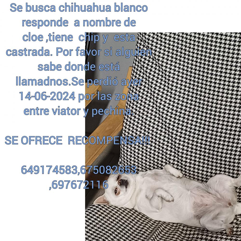 Perro perdido CHIHUAHUEÑO en Entre viator y pechina ( Almería)