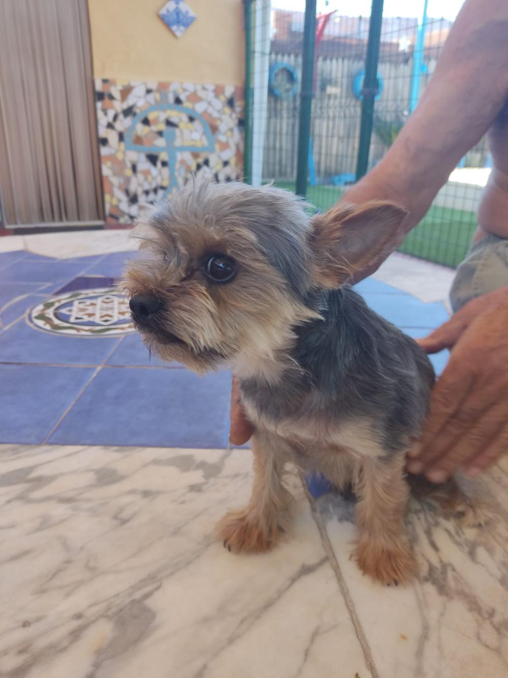 Perro encontrado YORKSHIRE TERRIER en Cordoba (Córdoba)