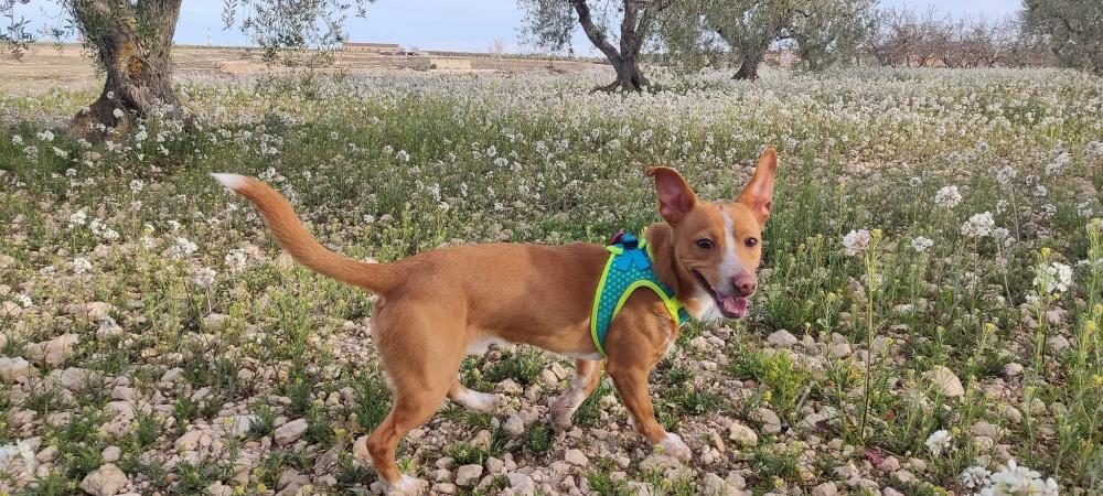 Perro perdido PODENCO ANDALUZ en La muela (Zaragoza)