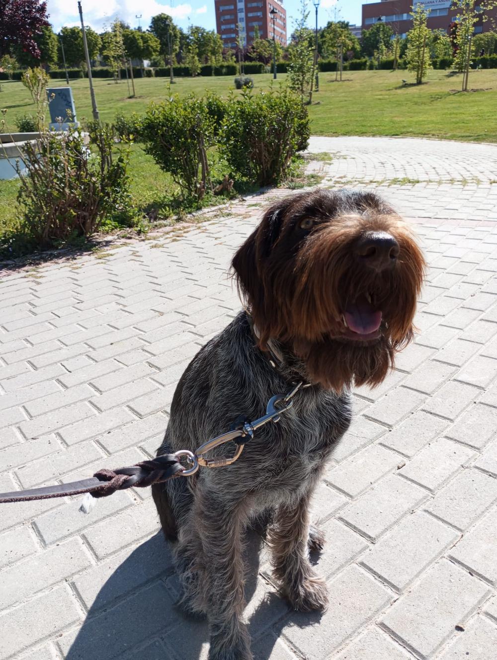 Perro perdido BRACO ALEMÁN DE PELO CORTO en Santa Cruz de Retamar (Toledo)