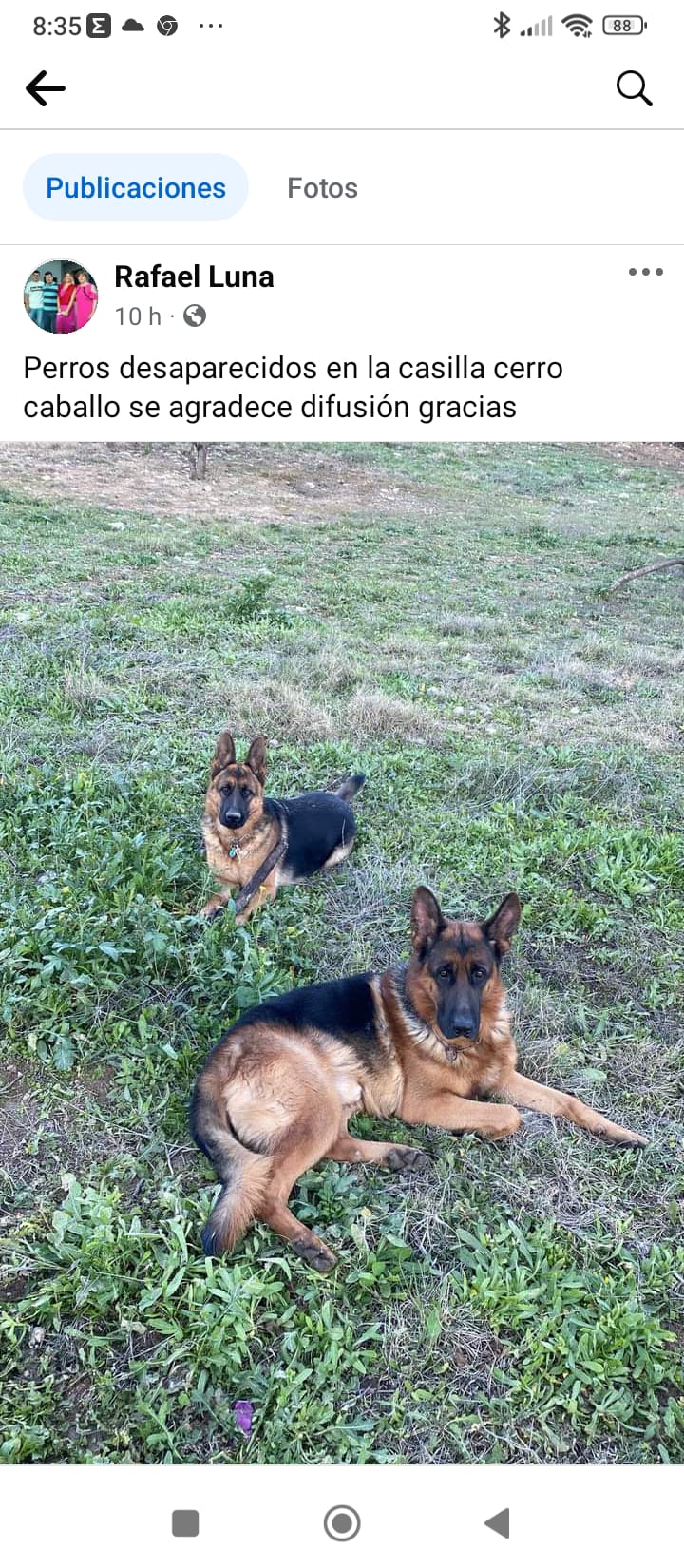 Perro perdido PASTOR ALEMÁN en Entre Doña Mencía y Baena  (Córdoba)