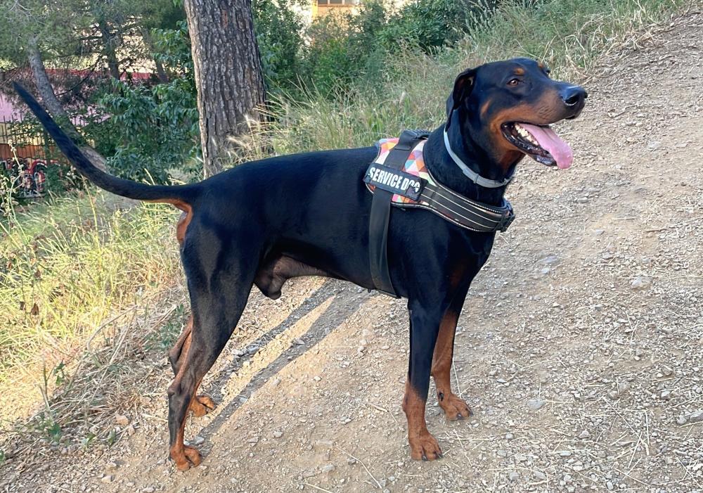 Perro perdido DÓBERMAN en Barcelona (Barcelona)