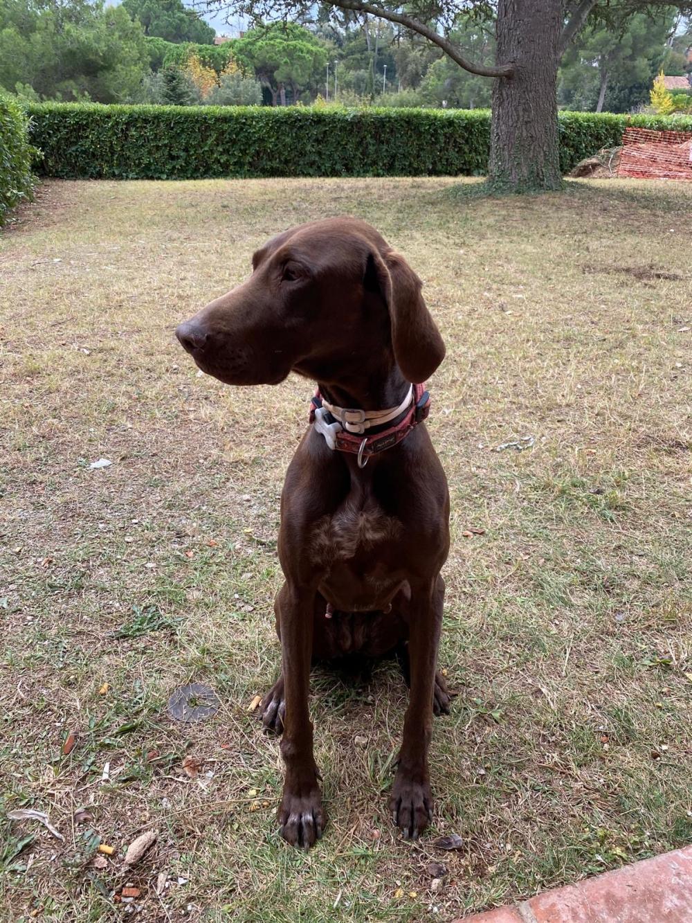 Perro perdido BRACO ALEMÁN DE PELO CORTO en Bellaterra (Barcelona)