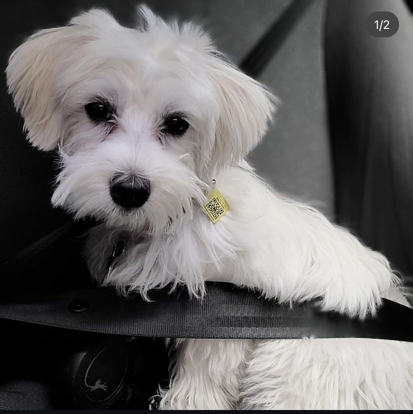 Perro perdido BICHON MALTÉS en Madrid (Madrid)