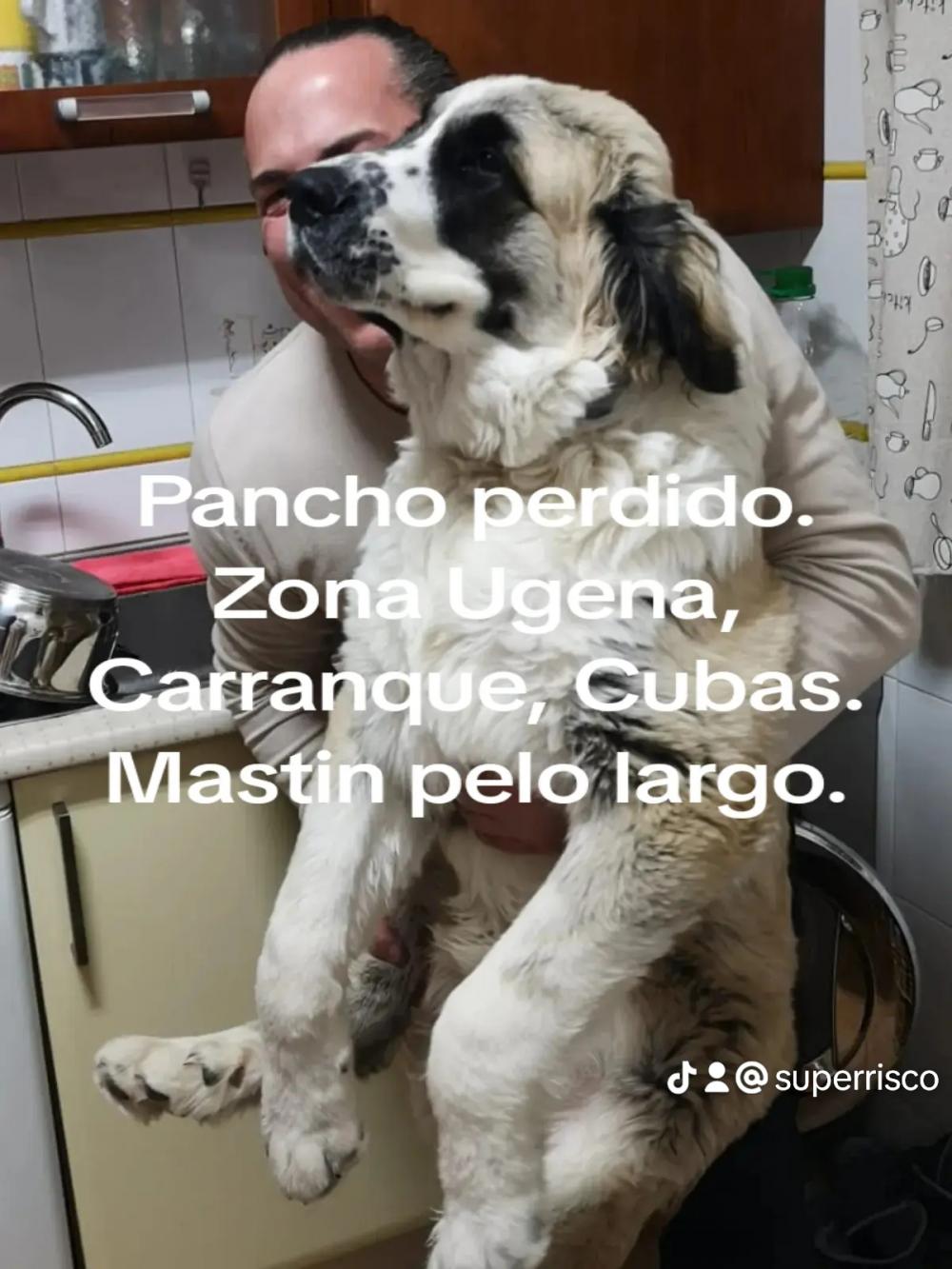 Perro perdido MASTÍN ESPAÑOL en Ugena (Toledo)