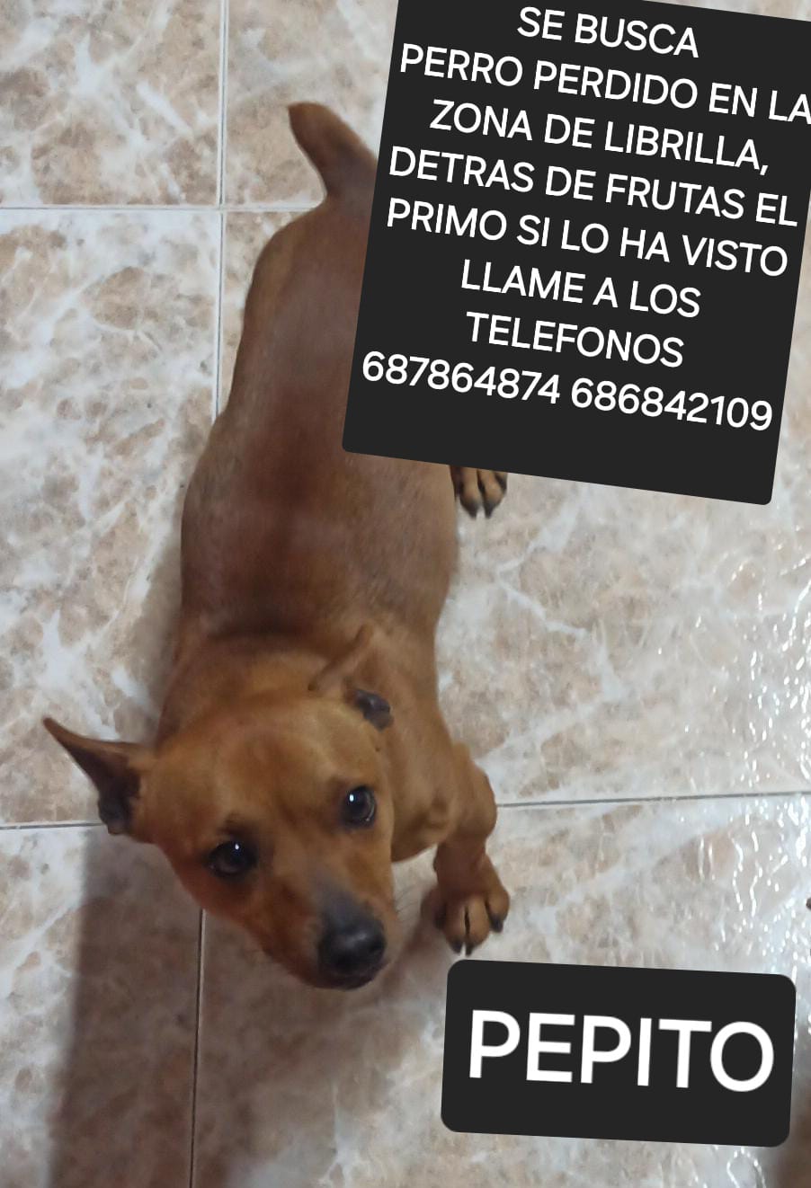 Perro perdido PINSCHER MINIATURA en El Palmar (Murcia)