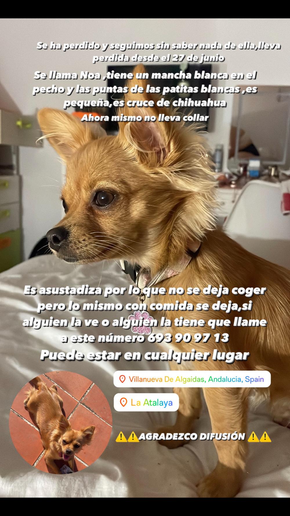 Perro perdido CHIHUAHUEÑO en Villanueva de Algaidas (Málaga)